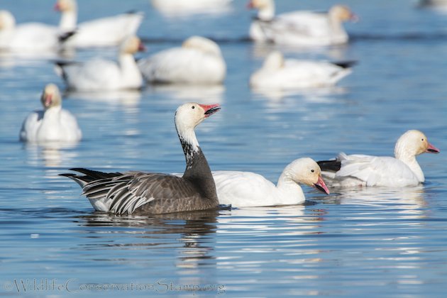 Snow Goose Dark Morph