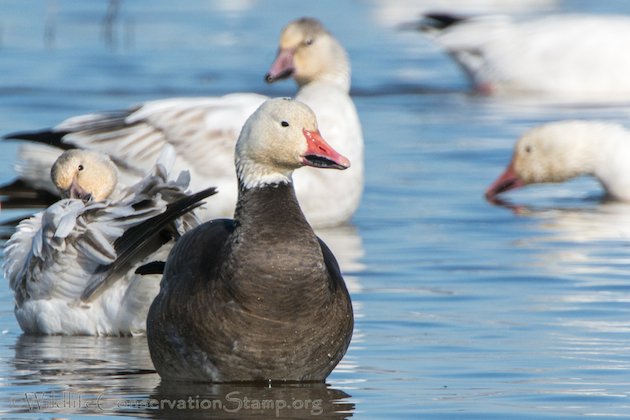 Snow Goose Dark Morph