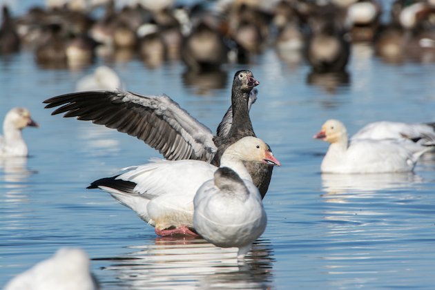 Snow Goose Dark Morph Juvenile