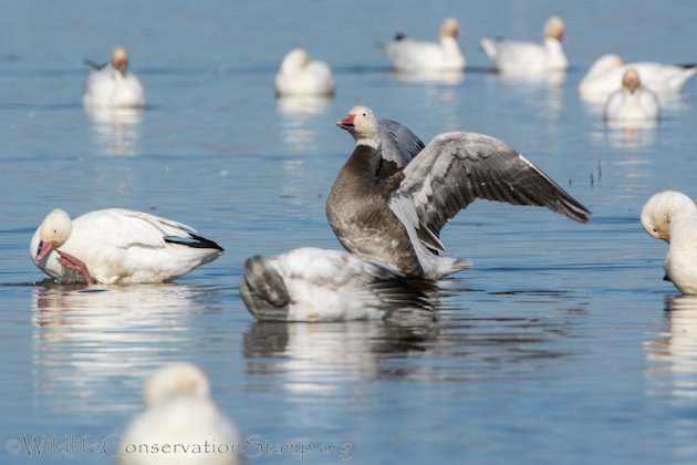 Snow Goose Dark Morph