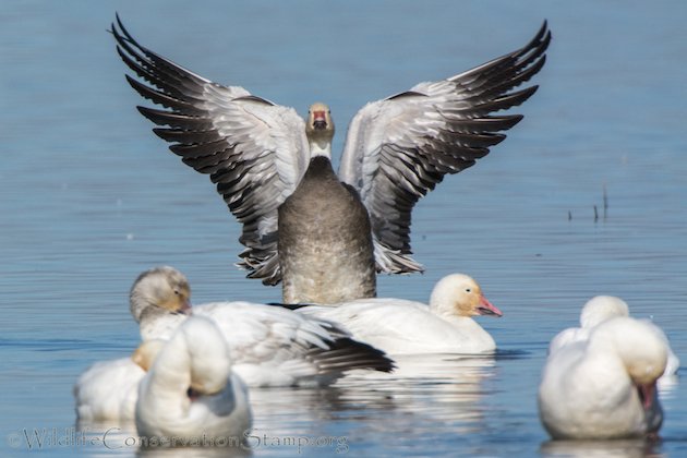 Snow Goose Dark Morph