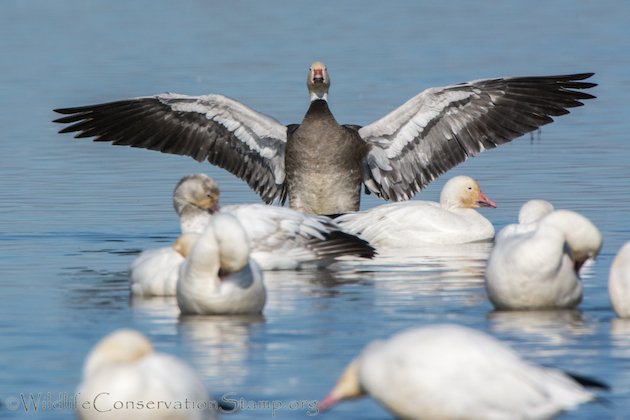 Snow Goose Dark Morph