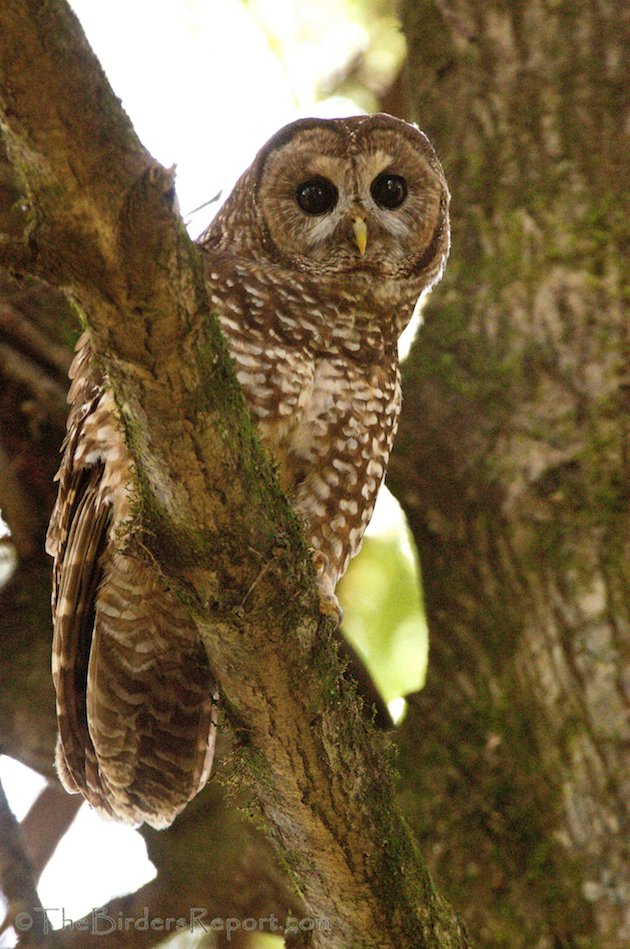 Northern Spotted Owl by Larry Jordan