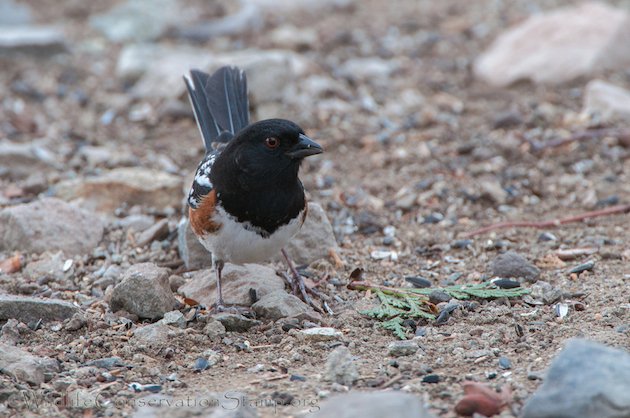 Spotted Towhee