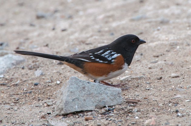 Spotted Towhee