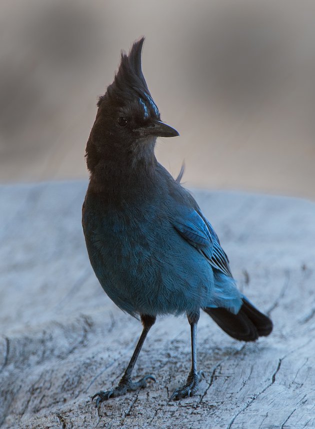 Steller's Jay