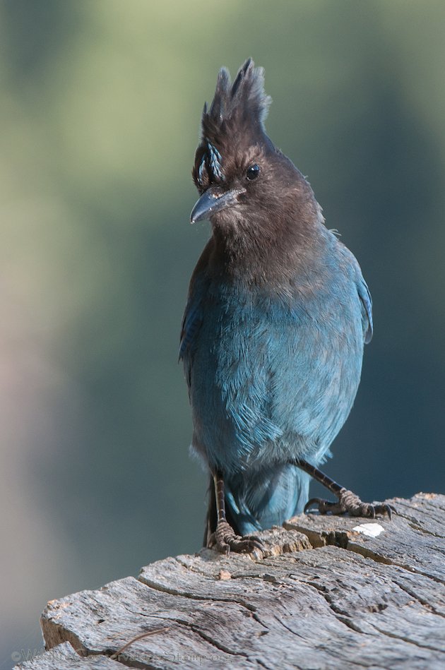 Steller's Jay