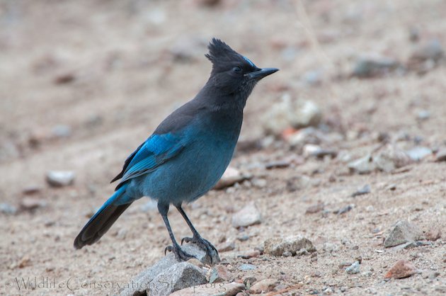 Steller's Jay