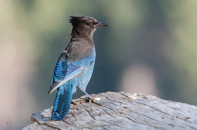 Steller's Jay