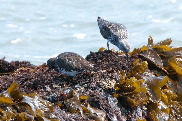 Surfbird and Black Turnstone