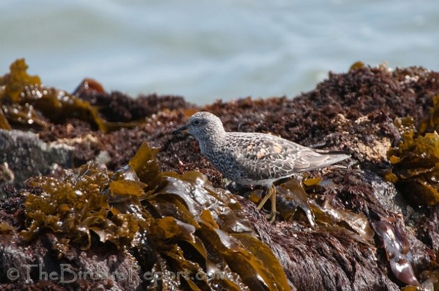 Surfbird