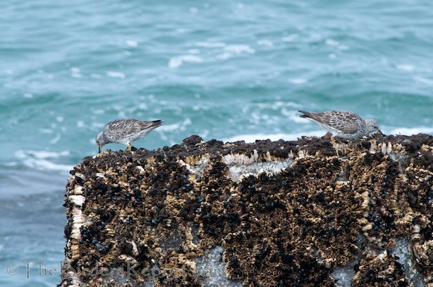 Surfbirds