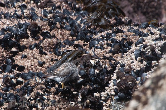 Surfbird Preening