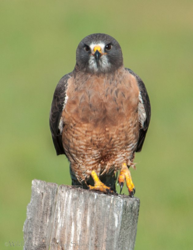 Swainson's Hawk