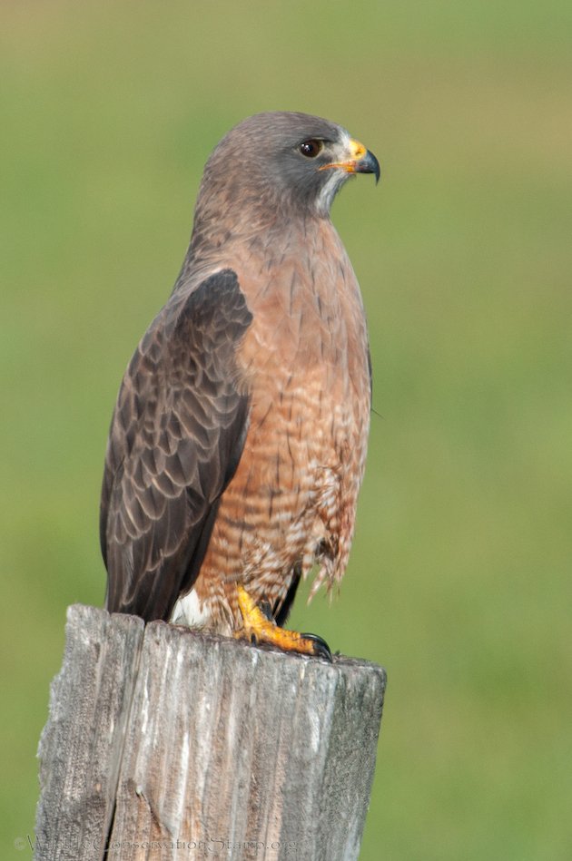 Swainson's Hawk