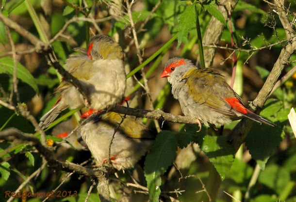 SYD 10May13 Redbrowed Firetail 03