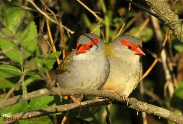 SYD 10May13 Redbrowed Firetail 08