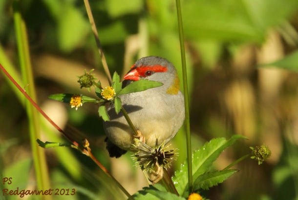 SYD 10May13 Redbrowed Firetail 12