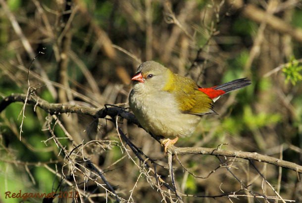 SYD 10May13 Redbrowed Firetail 14