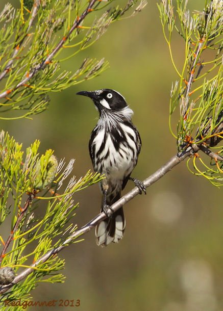 SYD 11May13 New Holland Honeyeater 03