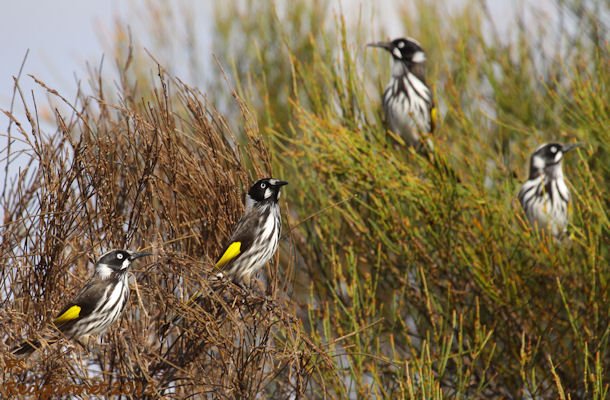 SYD 11May13 New Holland Honeyeater 09