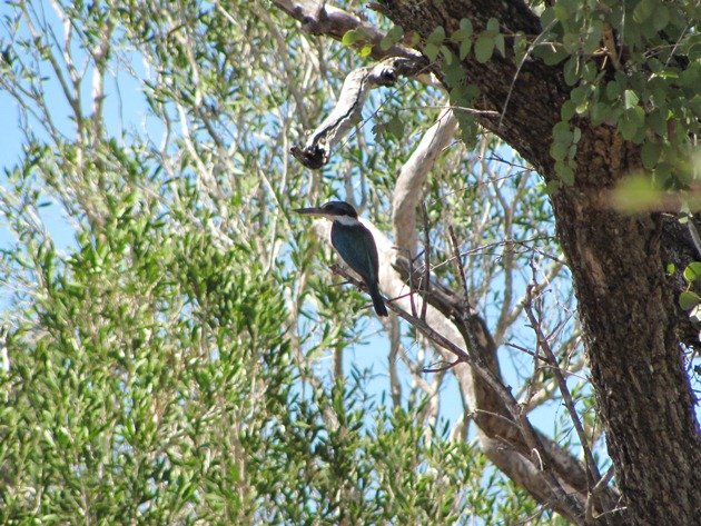 Sacred Kingfisher