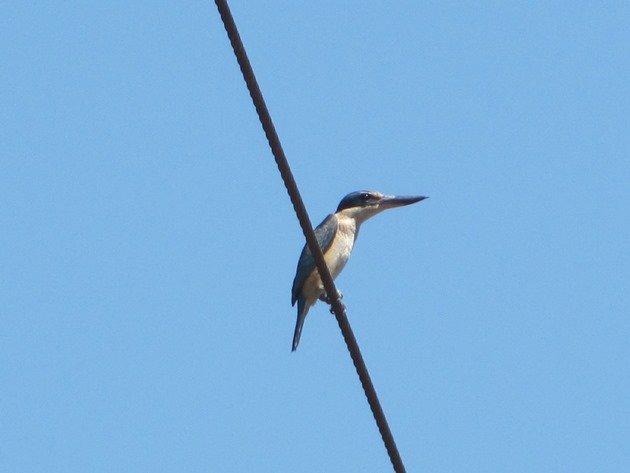 Sacred Kingfisher