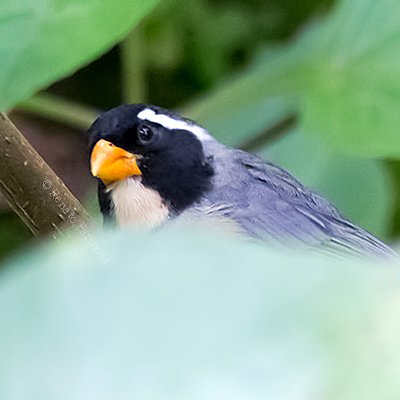 Safron-billed Sparrow