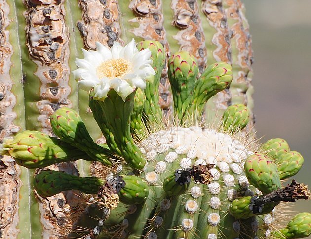 Saguaro Blossom