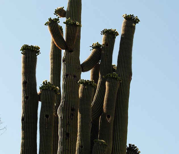 Saguaro Cactus