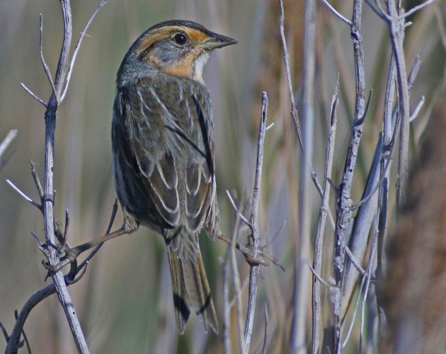 Saltmarsh Sparrow