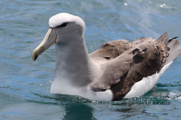 Salvin's Albatross