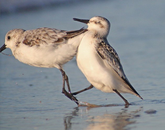 Sanderling crash