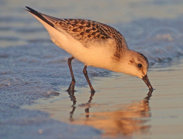 Sanderling in early morning light