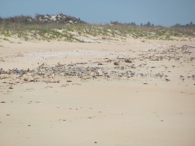 Sanderling & other shorebirds