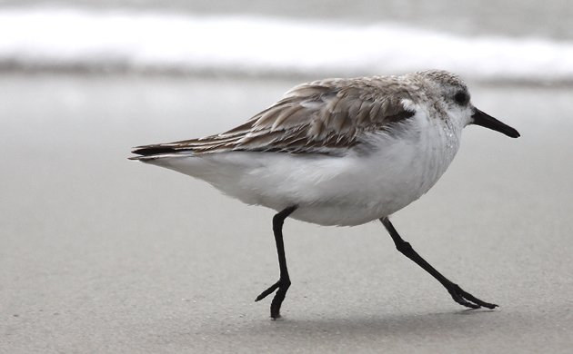 Sanderling