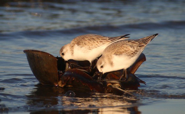 Sanderlings feeding on Horseshoe Crab