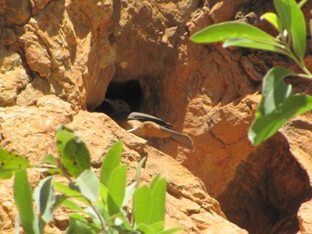 Sandstone Shrike-thrush