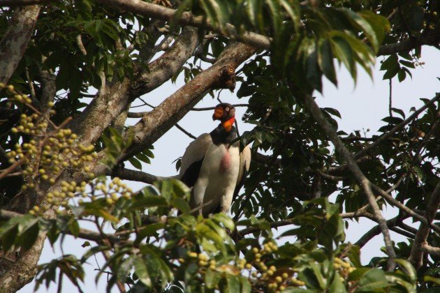 King Vulture