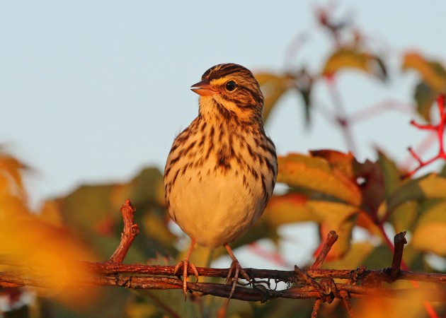 Savannah Sparrow