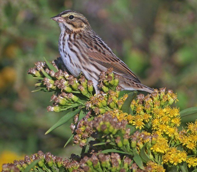 Savannah Sparrow