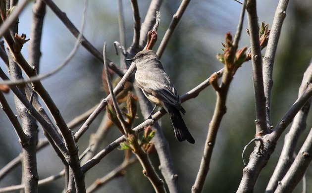 Say's Phoebe in New York