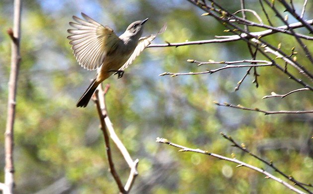 Say's Phoebe in flight