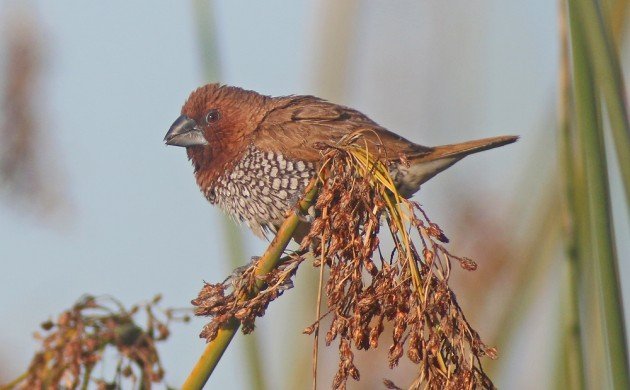 Scaly-breasted Munia