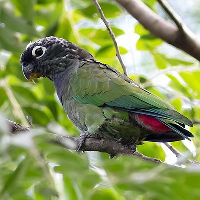 Scaly-headed Parrot