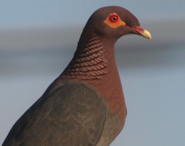 Scaly-naped Pigeon