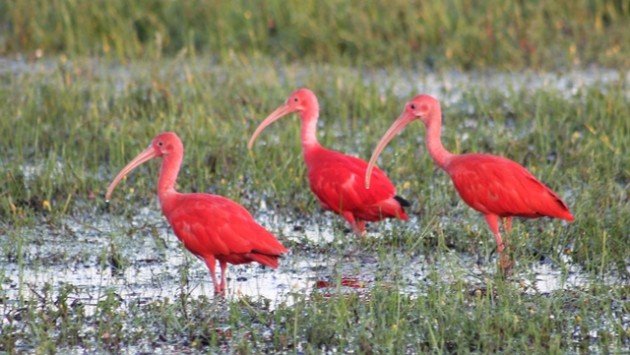 Scarlet Ibis Natalia