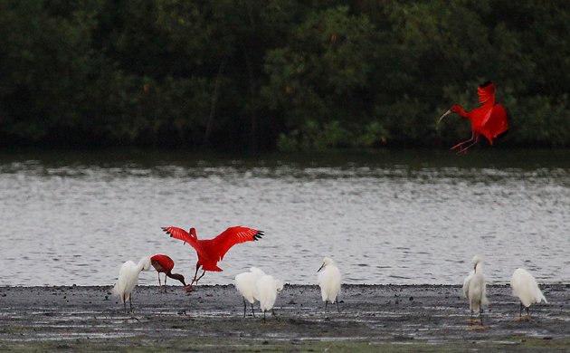 Scarlet Ibis coming in to land