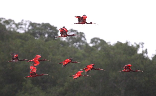 Scarlet Ibis in flight