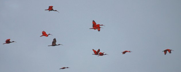 Scarlet Ibis in flight at the Caroni Swamp
